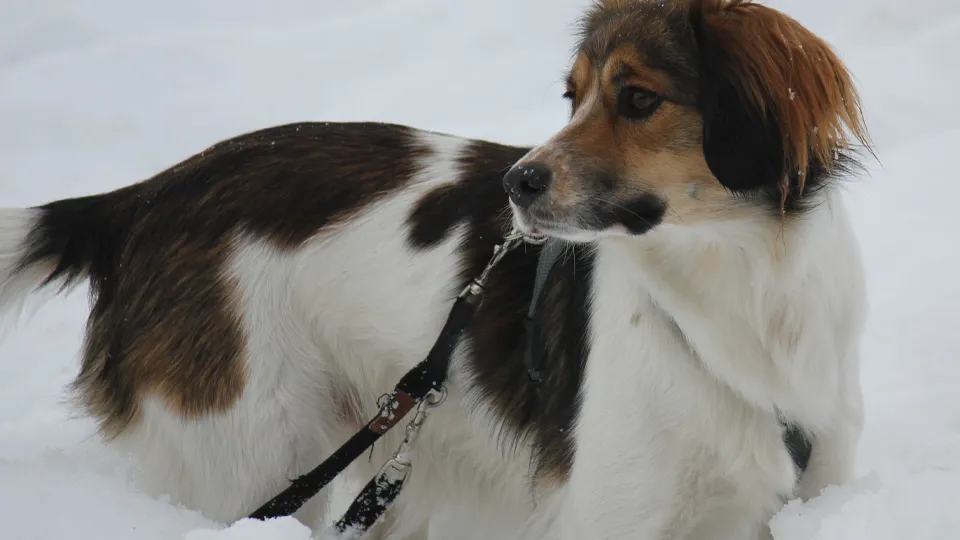 Фото: istockphoto.com/santugraf