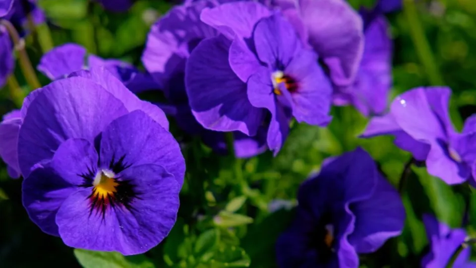 Фото: freepik.com