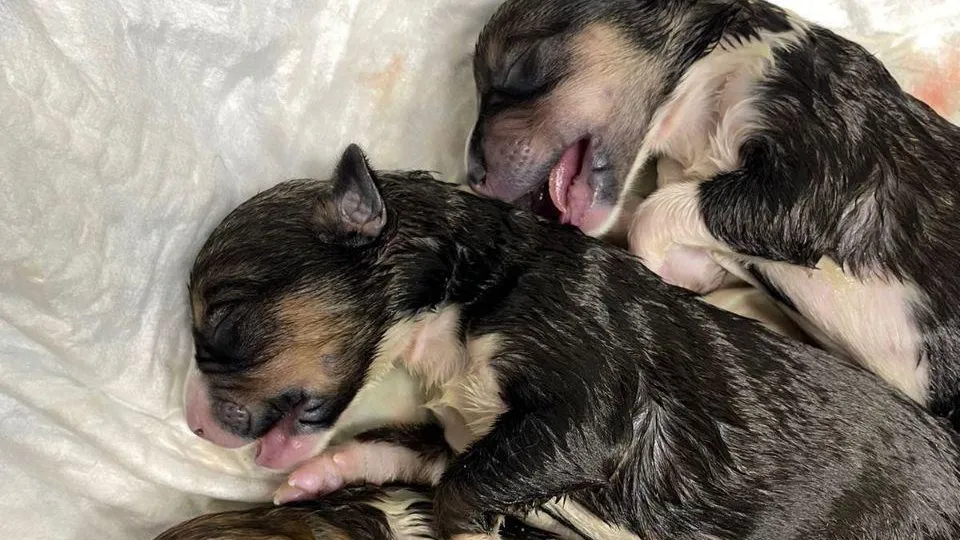 Пресс-служба Минсельхозпрод МО