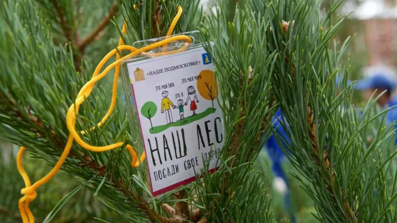 Почти полторы тысячи деревьев высадят в Реутове в рамках акции «Наш лес»