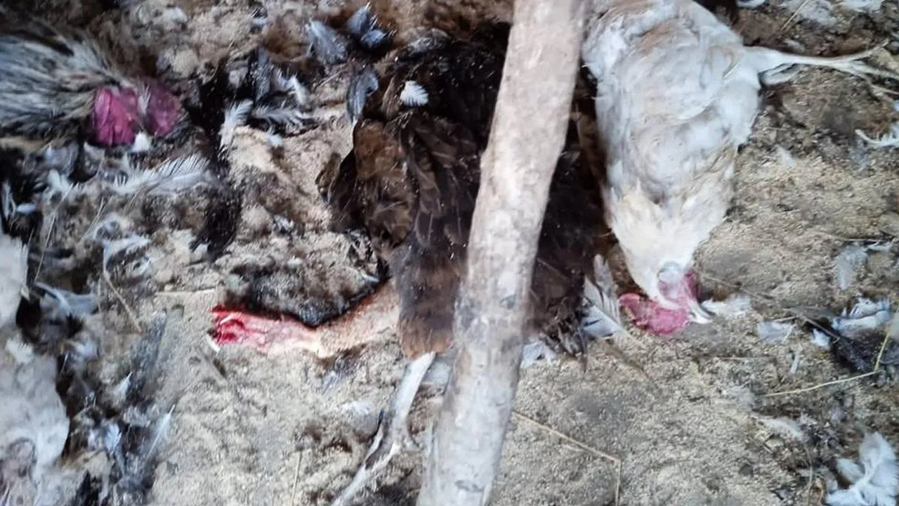 Фото: пользователя соцсетей alimovprumia