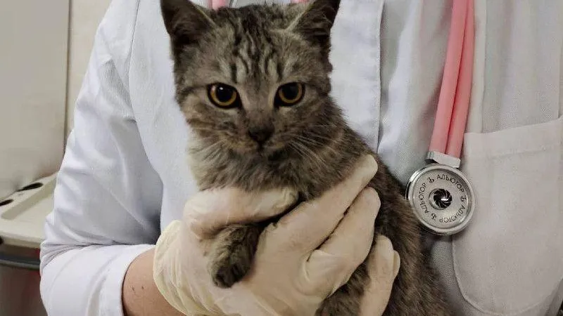Специалисты Госветслужбы Подмосковья спасли двух кошек