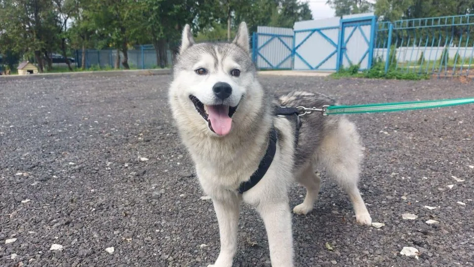 Фото: Министерство сельского хозяйства и продовольствия Московской области