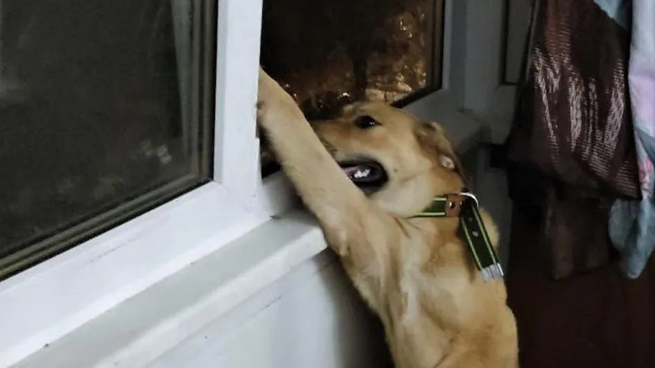 Фото: пресс-служба ГКУ МО «Мособлпожспас»