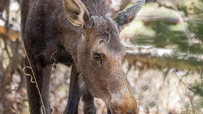 Фото: istockphoto.com/Dave Collins