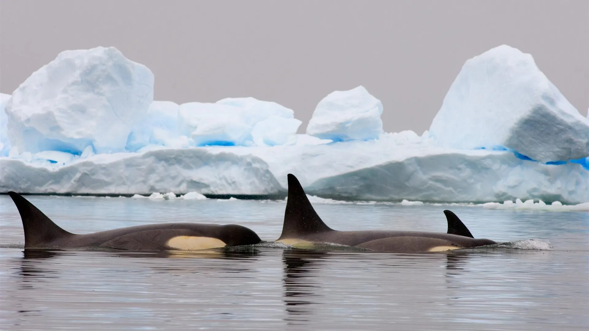 Steven J. Kazlowski/Danita Delimont/globallookpress