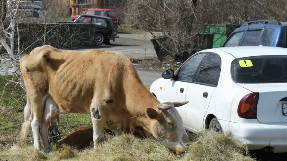 Фото: РИА Новости/Сергей Никифоров