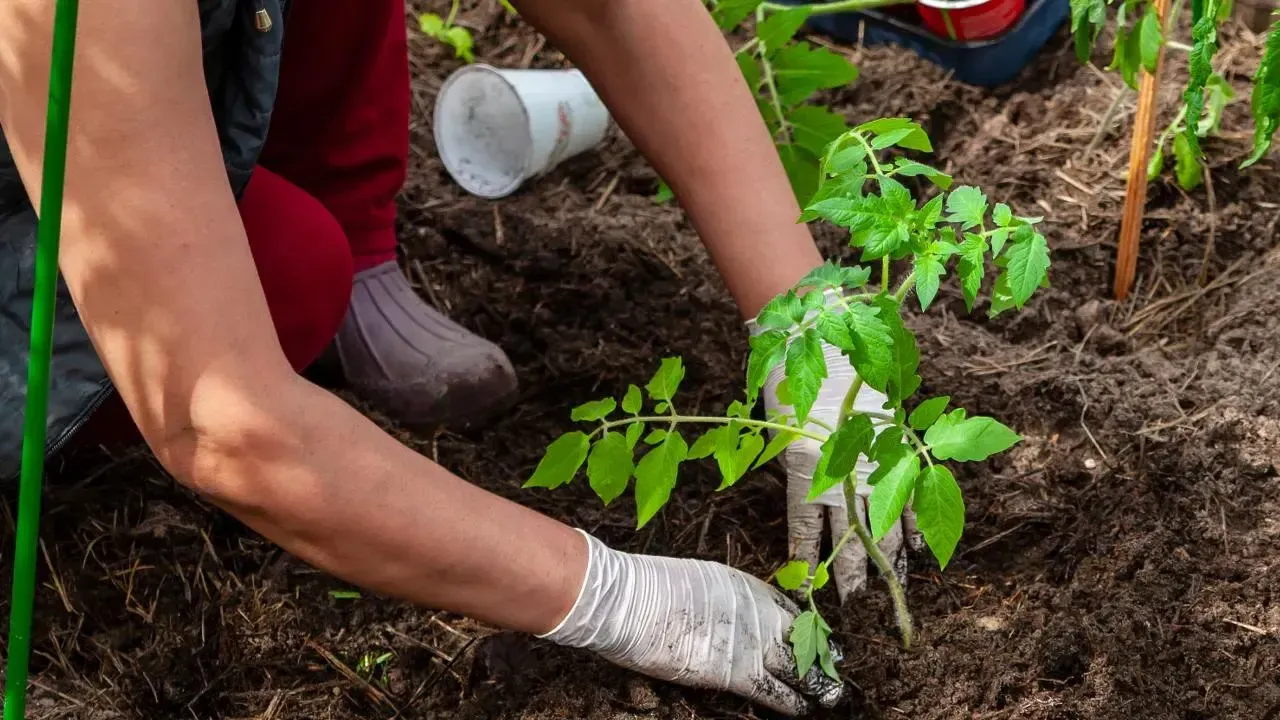 istockphoto.com/Ilmar Idiyatullin