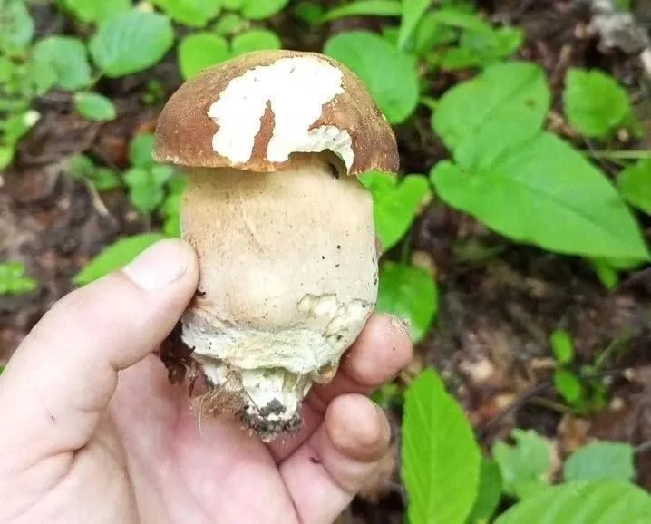 Фото: t.me/serpukhov_serpuhov