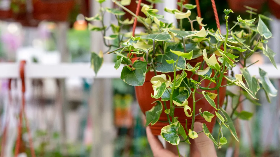 Фото: freepik.com