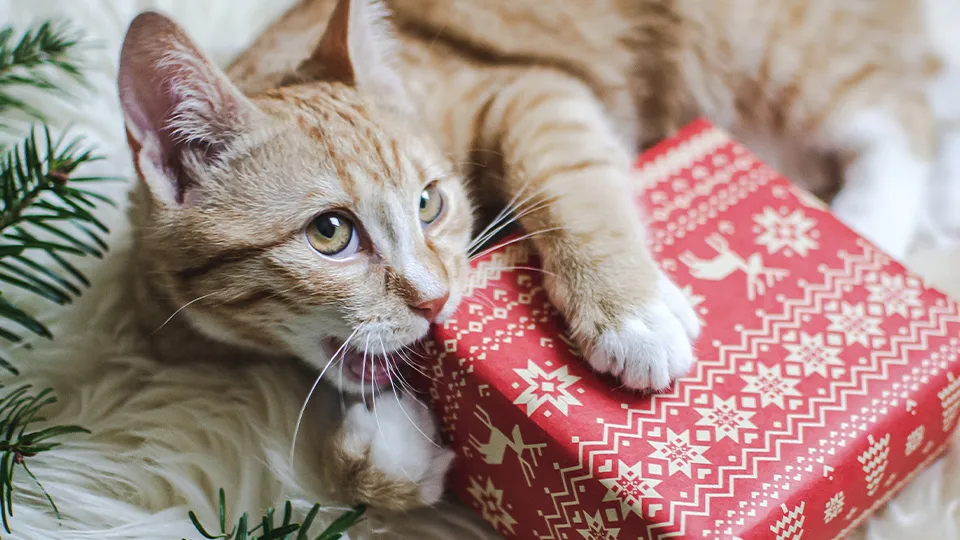 Фото: istockphoto.com/Jelena Irikova