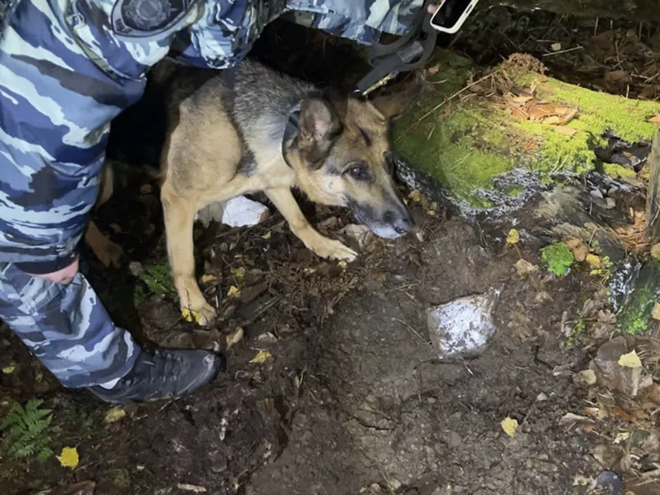 Фото: t.me/gumvd50