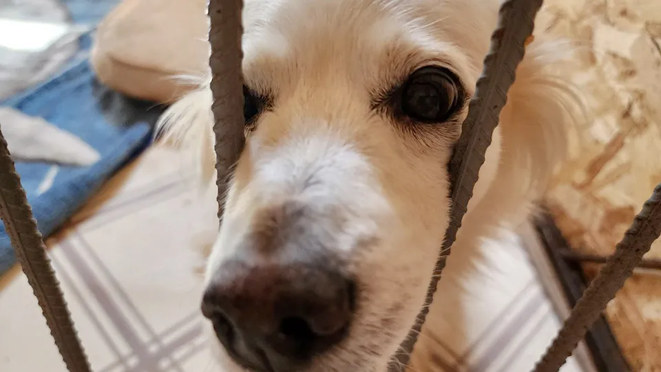 Фото: МедиаБанк Подмосковья/Яна Шаливская