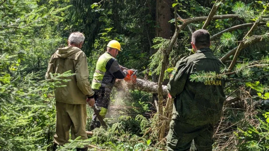 Фото: Комитет лесного хозяйства Московской области