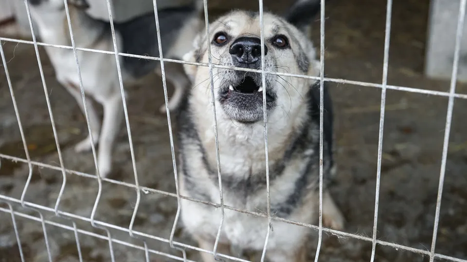 Фото: ТАСС/Михаил Терещенко