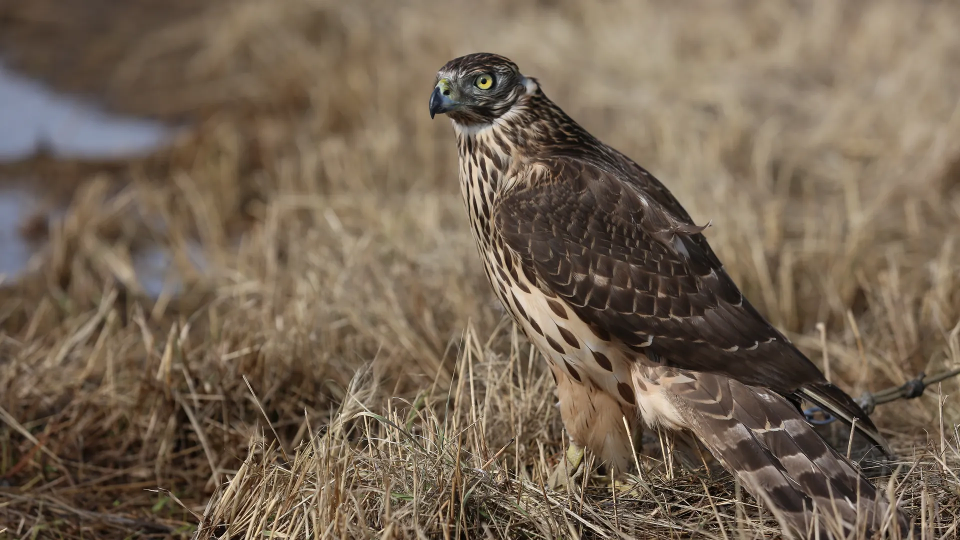 Балкон под атакой: в Реутове дикий хищник напал на волнистых попугайчиков — хозяин едва успел спасти питомцев