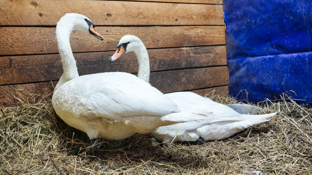 Дмитрий Зайчиков