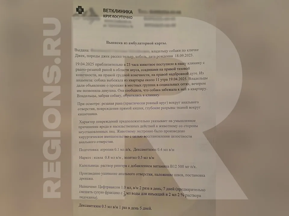 Фото предоставлено владелицей собаки