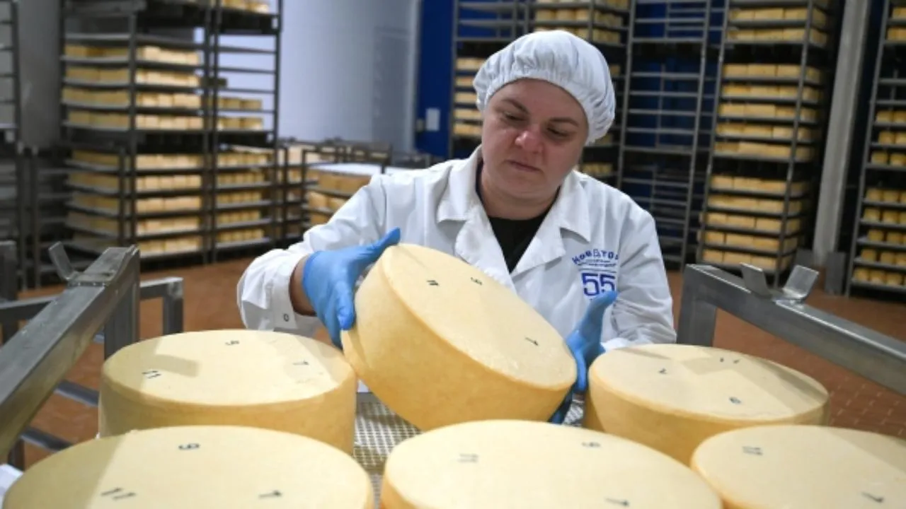 За последние пять лет в Подмосковье объем выпуска сыр увеличился более чем в два раза