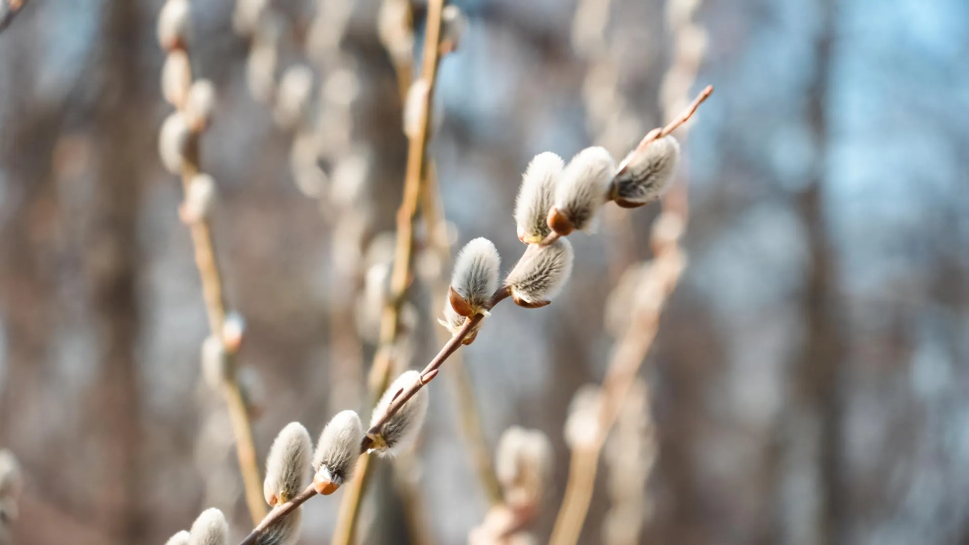 МедиаБанк Подмосковья/Мария Юдина