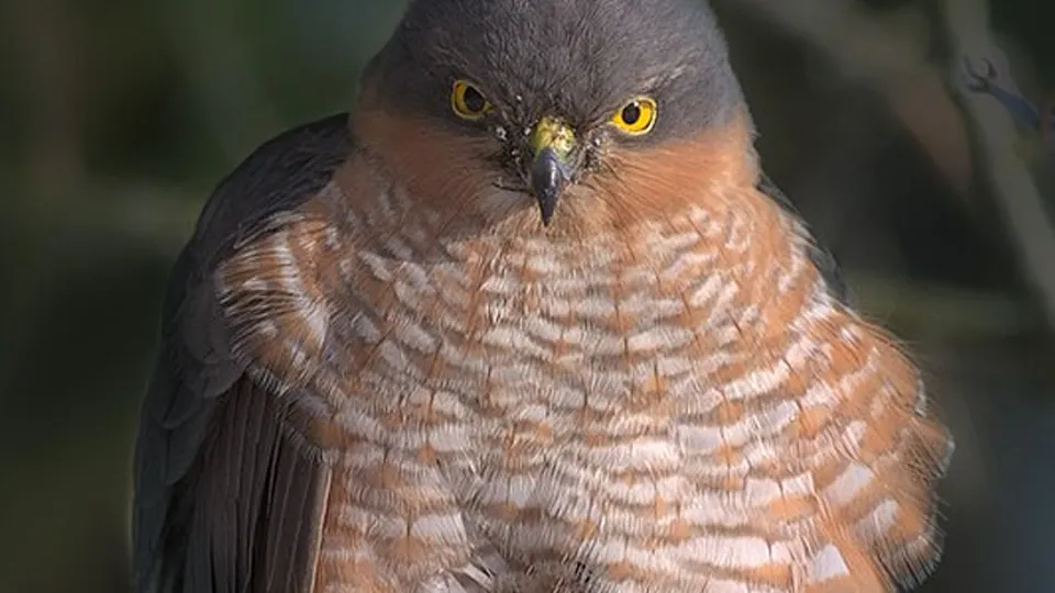 Фото: commons.wikimedia/Dion Art