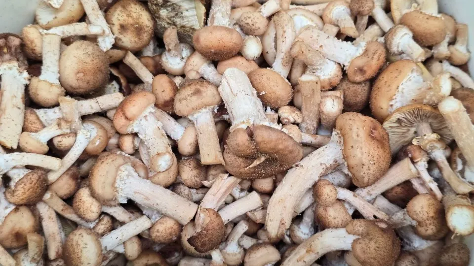 Фото: МедиаБанк Подмосковья/Яна Шаливская