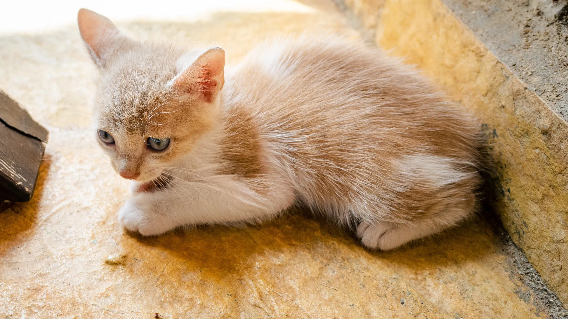 Фото: freepik.com