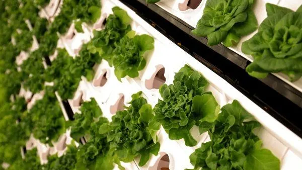 Ученые определили продукт, понижающий артериальное давление