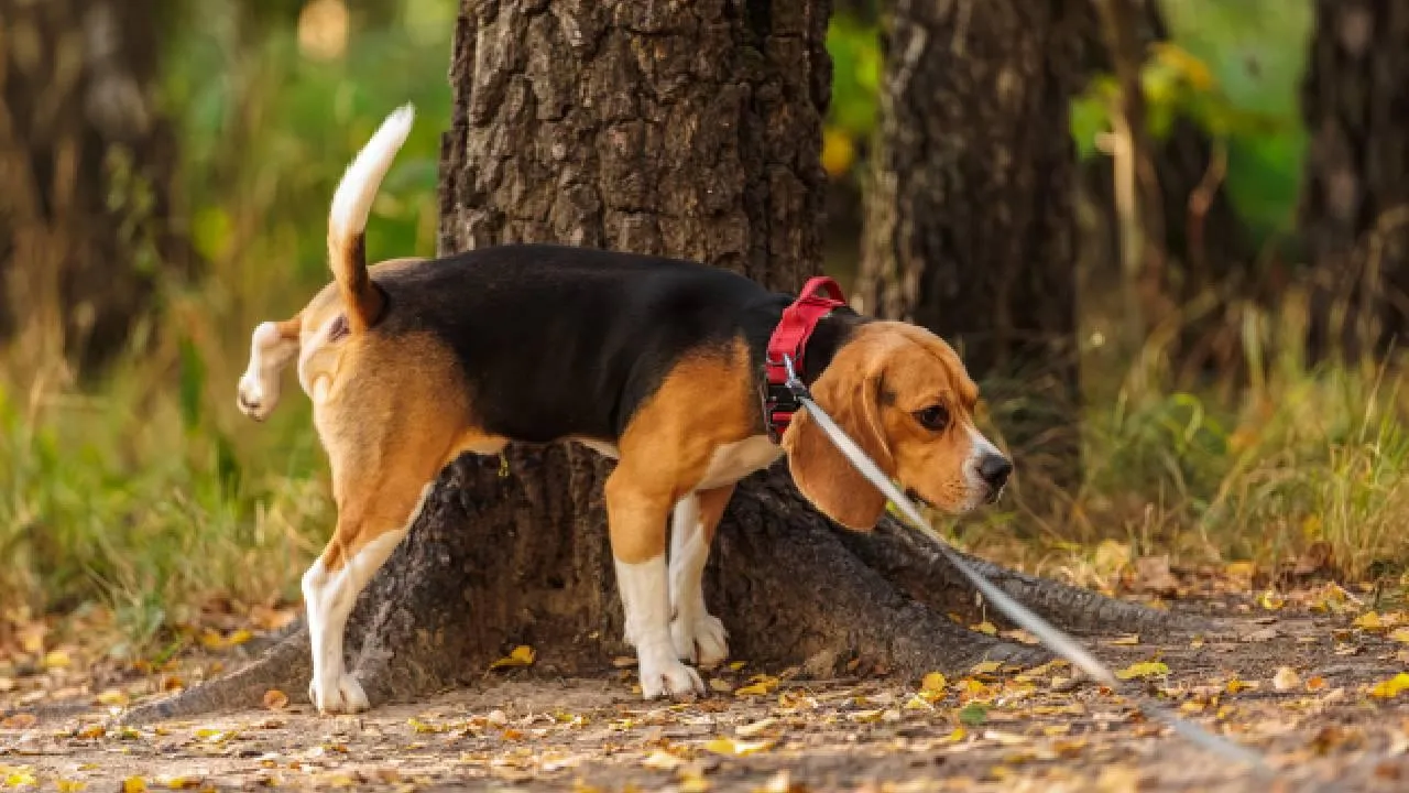 Привязал к дереву и сбежал: в Подмосковье ищут хозяина брошенной собаки