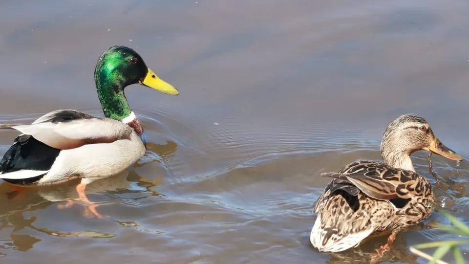 Фото: Минэкологии и природопользования Московской области