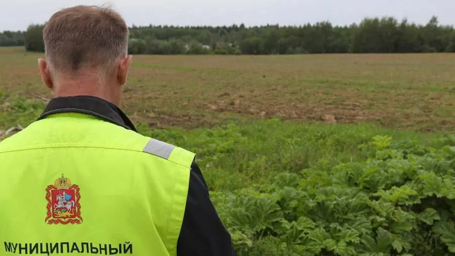 Земельные инспекторы выявили более десяти тысяч очагов произрастания борщевика в Подмосковье в прошлом году