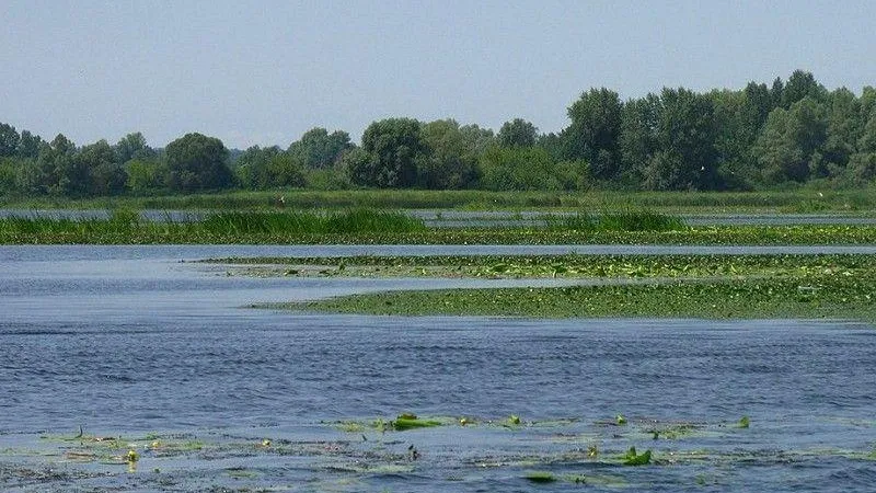 Голосование по очистке прудов стартует в Подмосковье в сентябре
