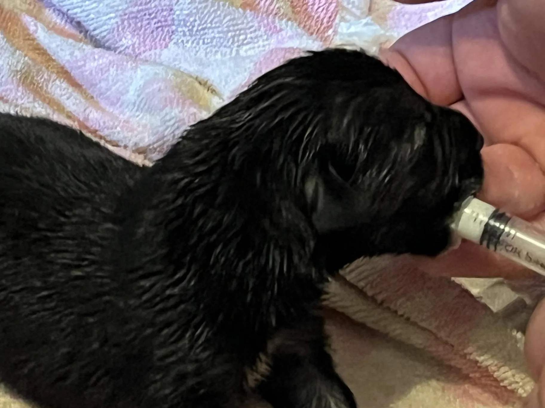 Фото: Анна Тюрюмина&nbsp; &nbsp; &nbsp; &nbsp;&nbsp;