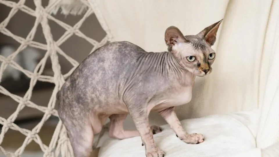 Фото: freepik.com