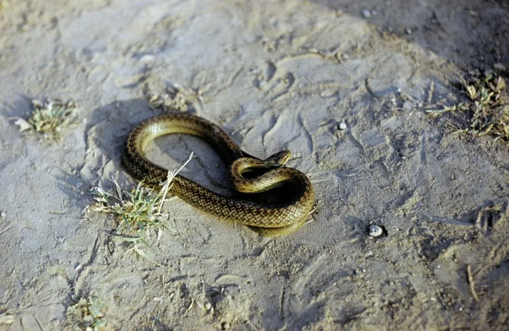 Медянка обыкновенная