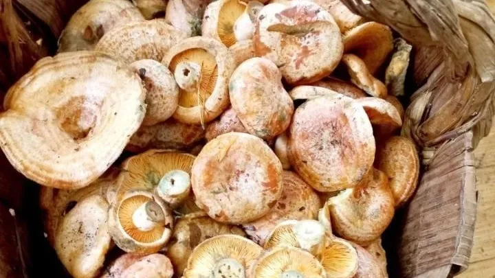 Фото: Дмитрий Мелехин