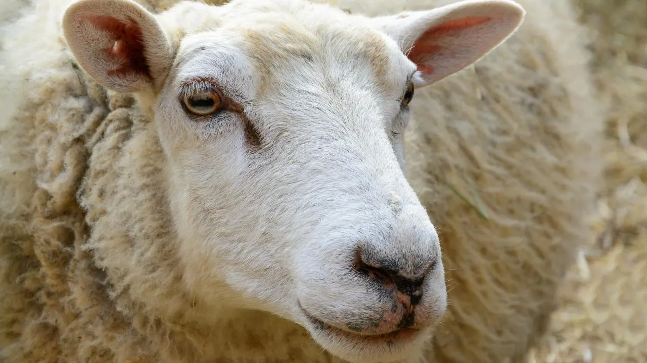 istockphoto.com/karelpesorna