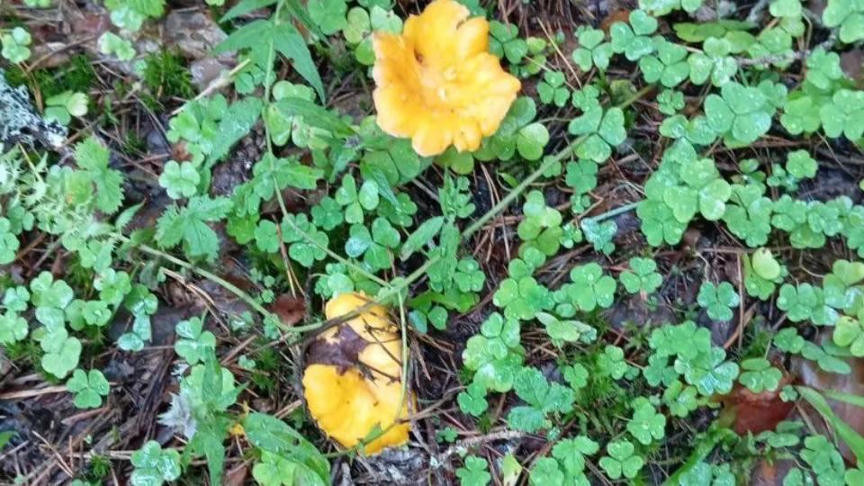 Фото: REGIONS/Людмила Матвиенко