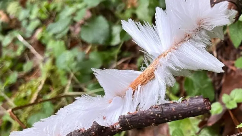 Фото: t.me/mosoblcomles