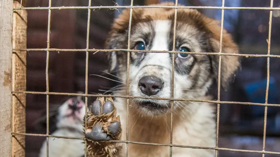 Фото: пресс-служба администрации Одинцовского г.о.