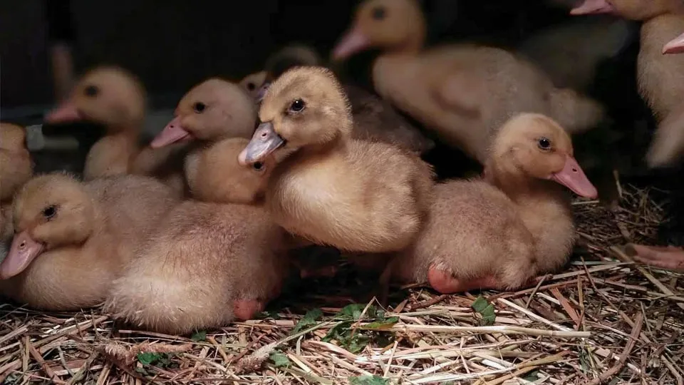 Фото: REGIONS/Роман Малышенко