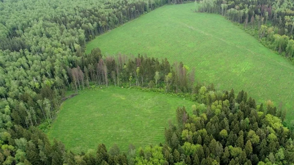 Фото: Комитет лесного хозяйства Московской области