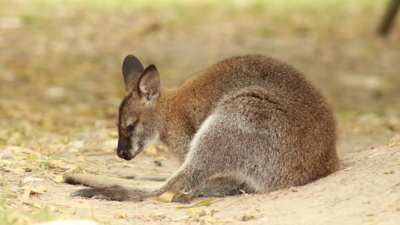 Мужчину, который украл трех кенгурят, поместили в СИЗО на срок 1 месяц и 26 дней
