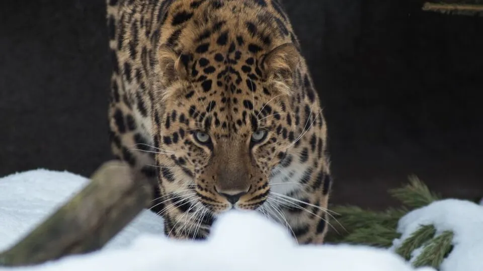 Фото: медиасток.рф