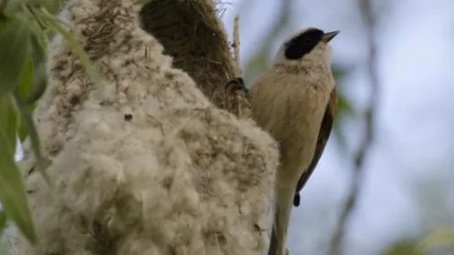 Антон Евсеев