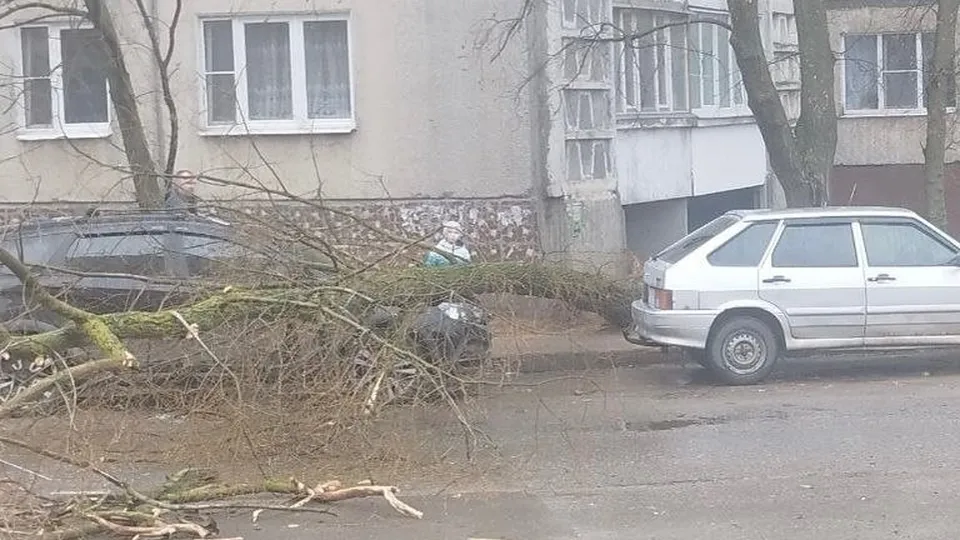 Фото: t.me/ugorodok (ГородОК Жуковский Раменское)
