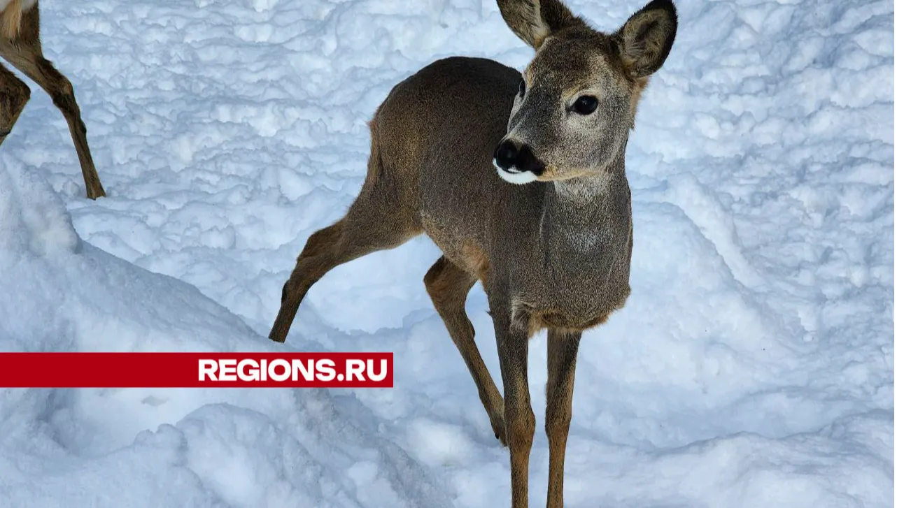 Фото: Яна Шаливская