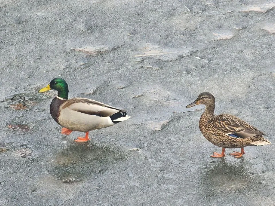 Фото: t.me/drozhzhinobutovopark2&nbsp;Надежда Россейчук