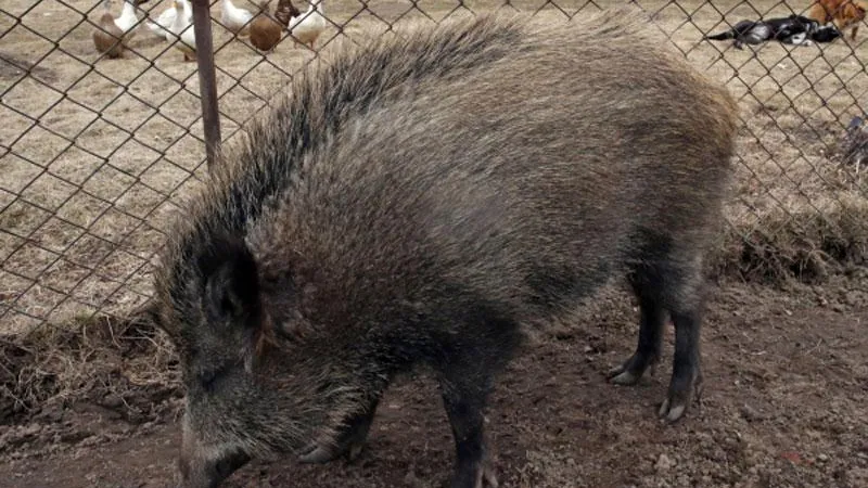 В Нижневартовске горожане несколько часов пытались поймать кабана