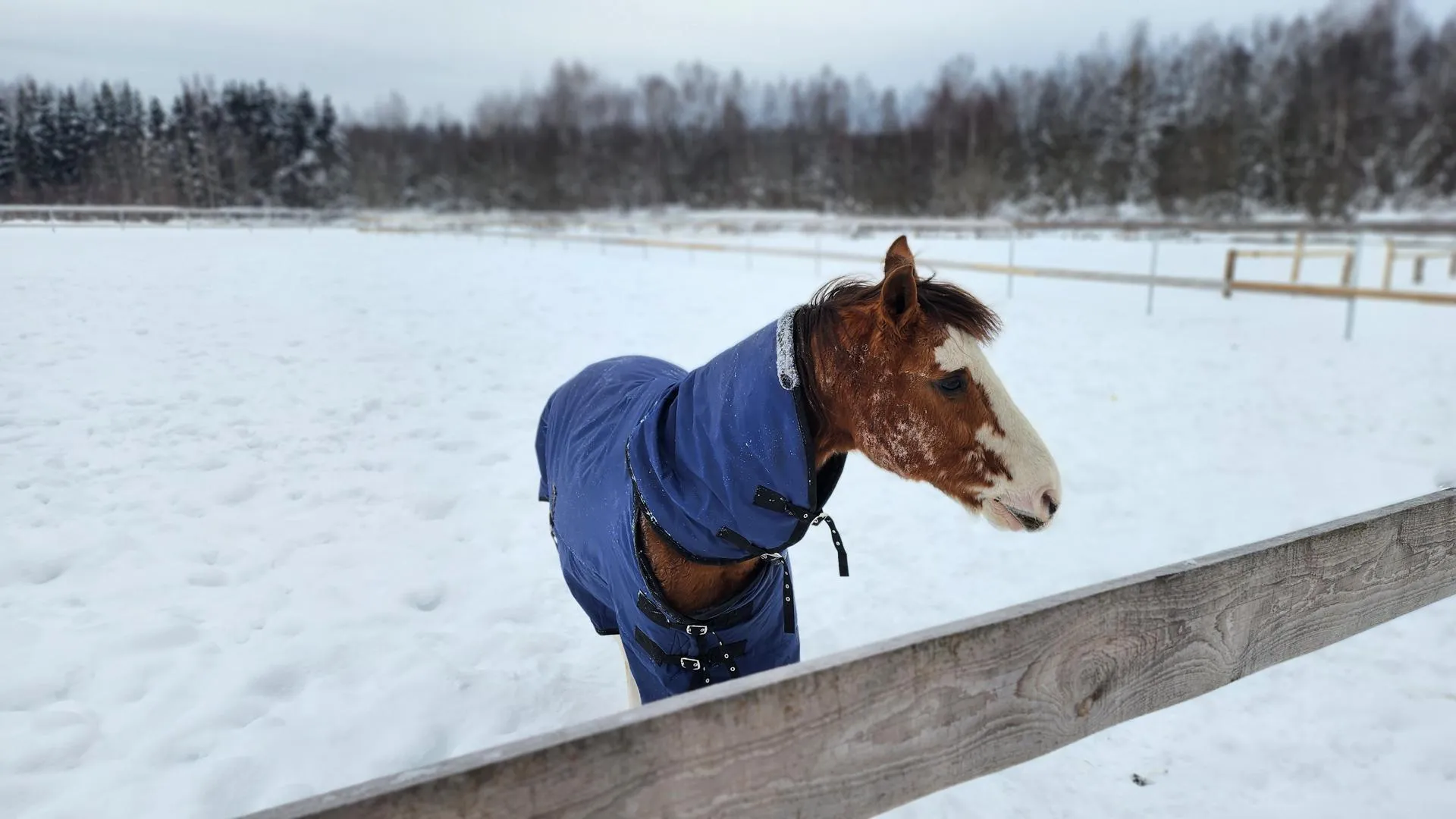 МедиаБанк Подмосковья/Валентина Максимова